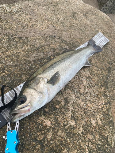 スズキの釣果