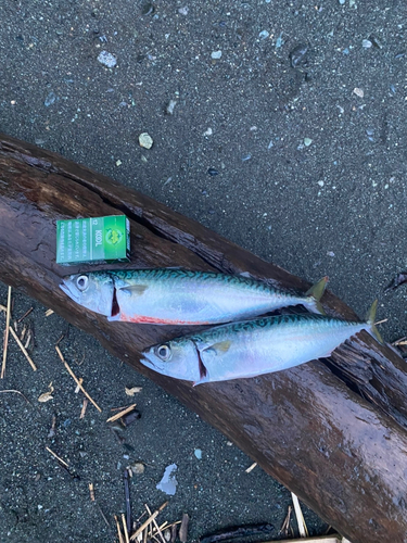 サバの釣果