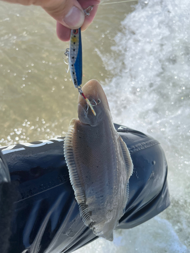 ウシノシタの釣果