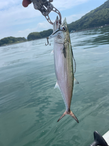 サゴシの釣果