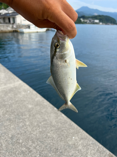 ショゴの釣果