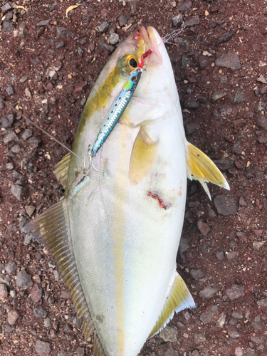 カンパチの釣果