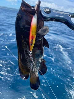 アオノメハタの釣果