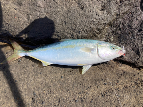 イナダの釣果