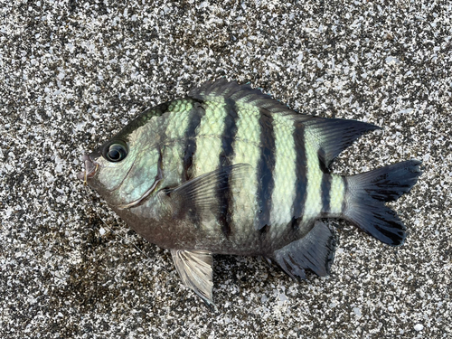 オヤビッチャの釣果