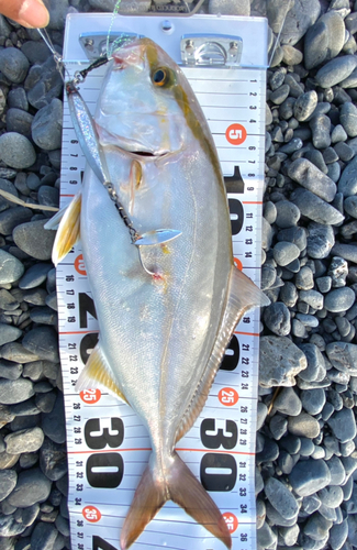 ショゴの釣果