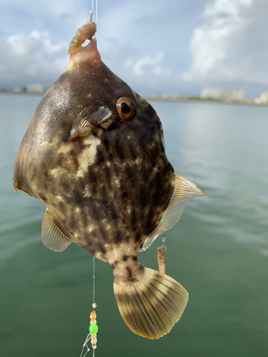 カワハギの釣果