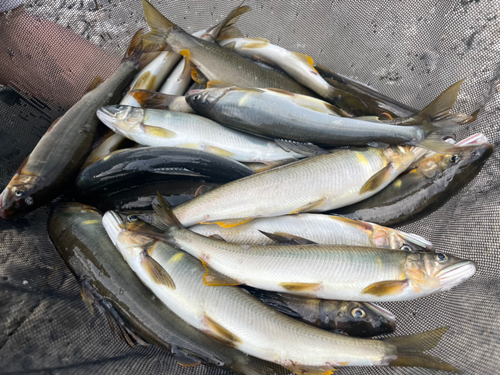 アユの釣果