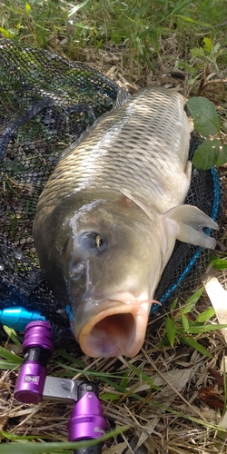 コイの釣果