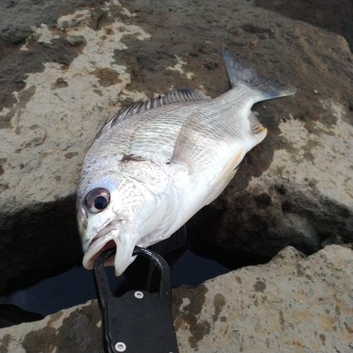 キチヌの釣果