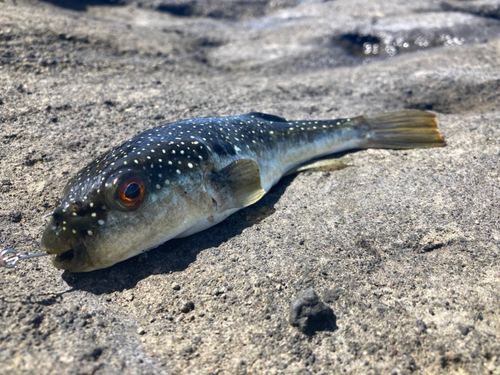 クサフグの釣果