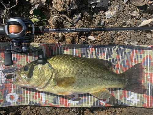 ブラックバスの釣果