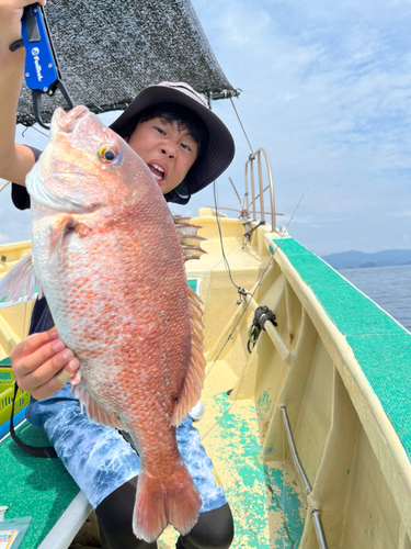 マダイの釣果