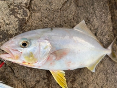 ネリゴの釣果