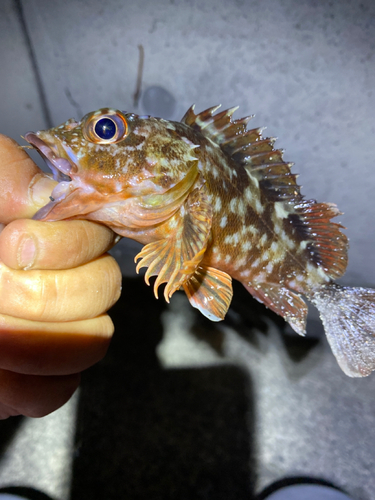 カサゴの釣果