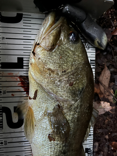 ブラックバスの釣果