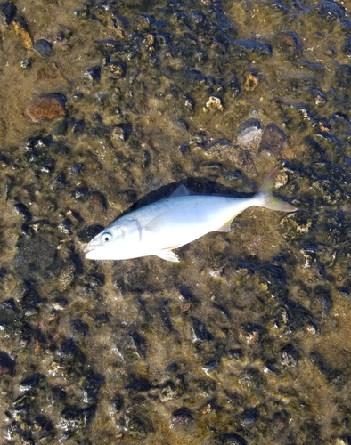 コゾクラの釣果