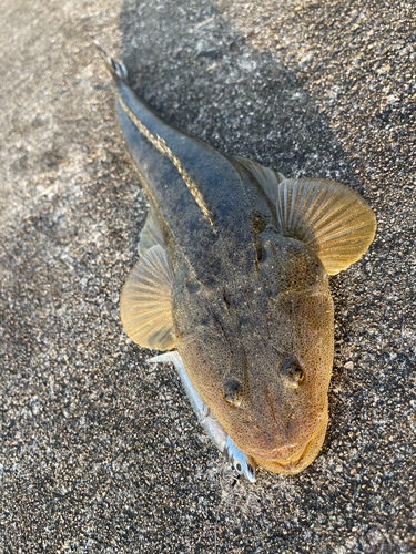 マゴチの釣果