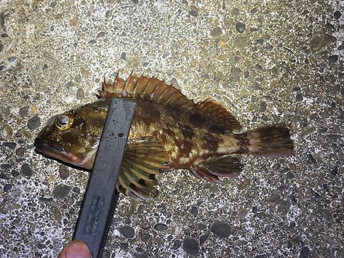 タケノコメバルの釣果