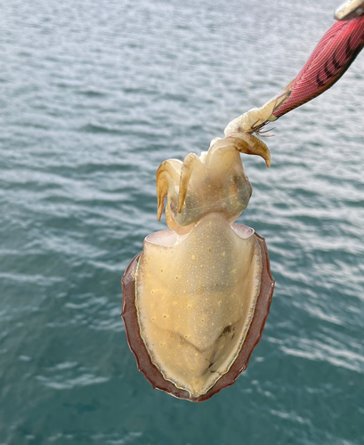 コウイカの釣果