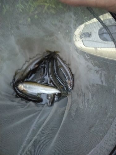アユの釣果