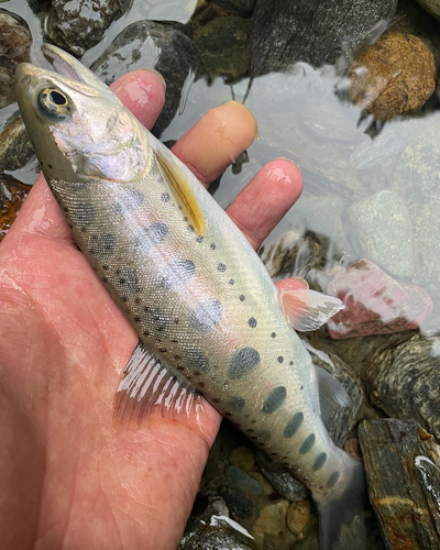 ヤマメの釣果