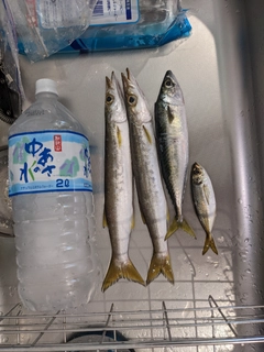 カマスの釣果