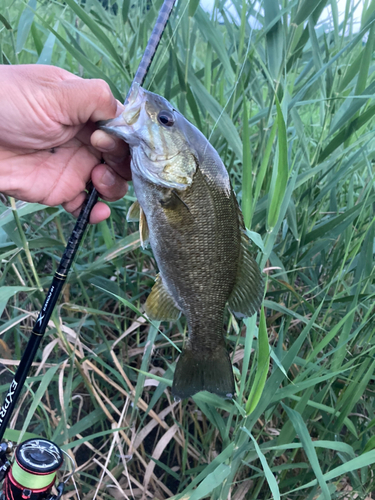 スモールマウスバスの釣果