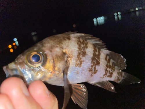 メバルの釣果