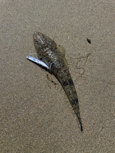 マゴチの釣果