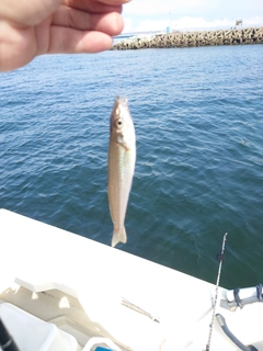 キスの釣果