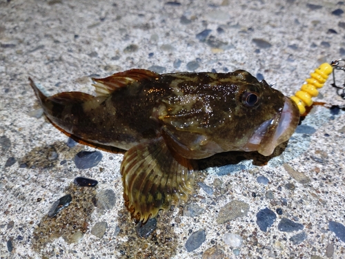 カジカの釣果