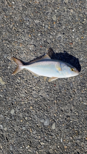 ショゴの釣果