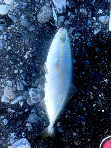 ワカシの釣果