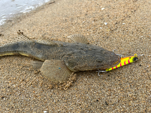 マゴチの釣果