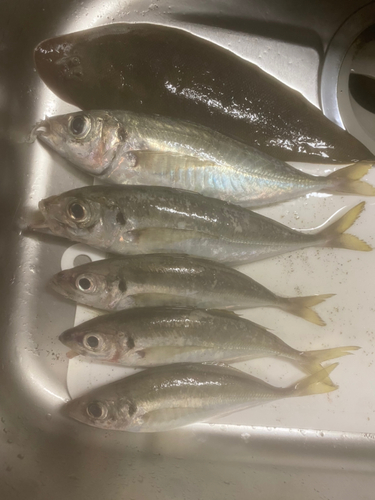 アジの釣果