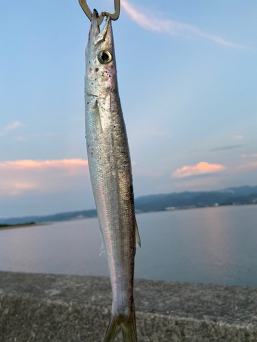 カマスの釣果