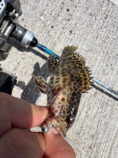 カンモンハタの釣果