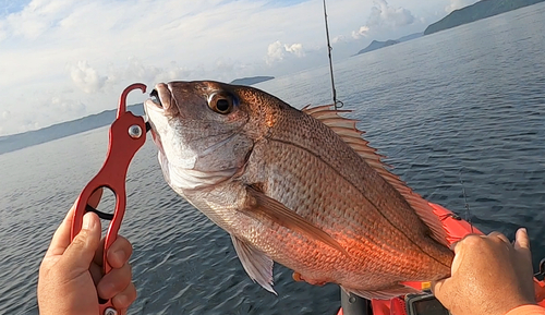 マダイの釣果