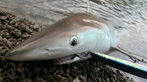 サメの釣果