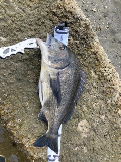 チヌの釣果