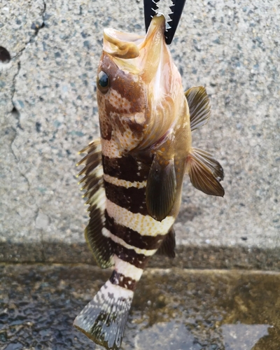 アオハタの釣果