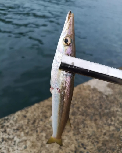 カマスの釣果