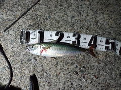サバの釣果