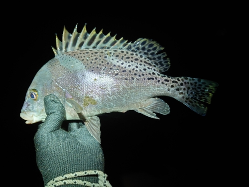 コショウダイの釣果