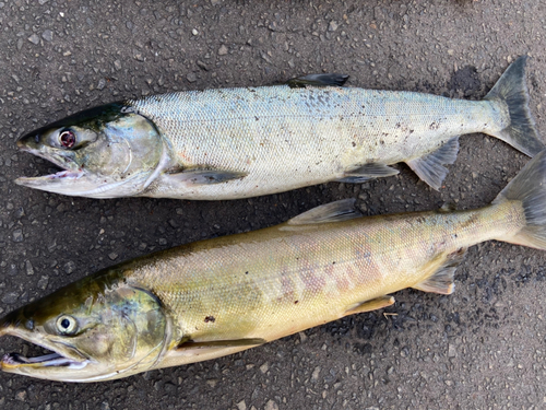 アキアジの釣果