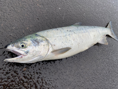 アキアジの釣果