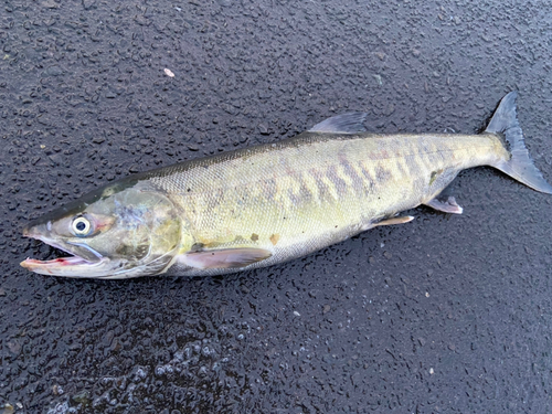 アキアジの釣果