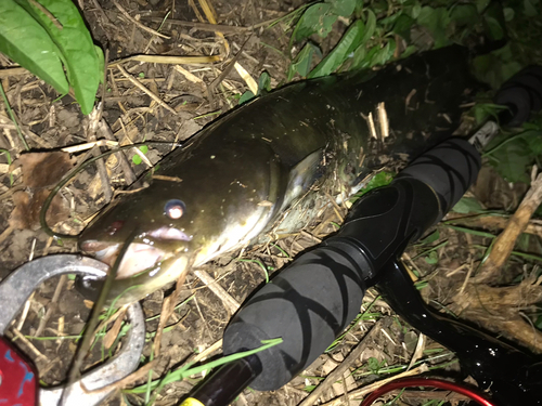 ナマズの釣果