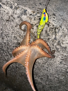 タコの釣果